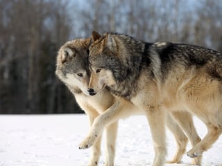 Romantic stories exist even in nature- Grey Wolf.jpg