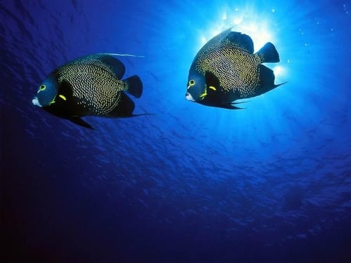 Romantic stories exist even in nature-French Angel Fish.jpg