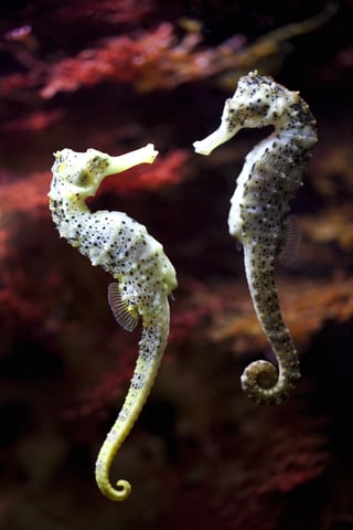 Romantic stories exist even in nature-SeaHorse.jpg