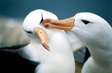 Las historias románticas existen hasta en la naturaleza. Las historias románticas existen hasta en la naturaleza.