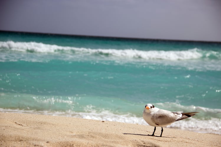 Que hacer en Cancún visitar Playa Delfines Gaviota