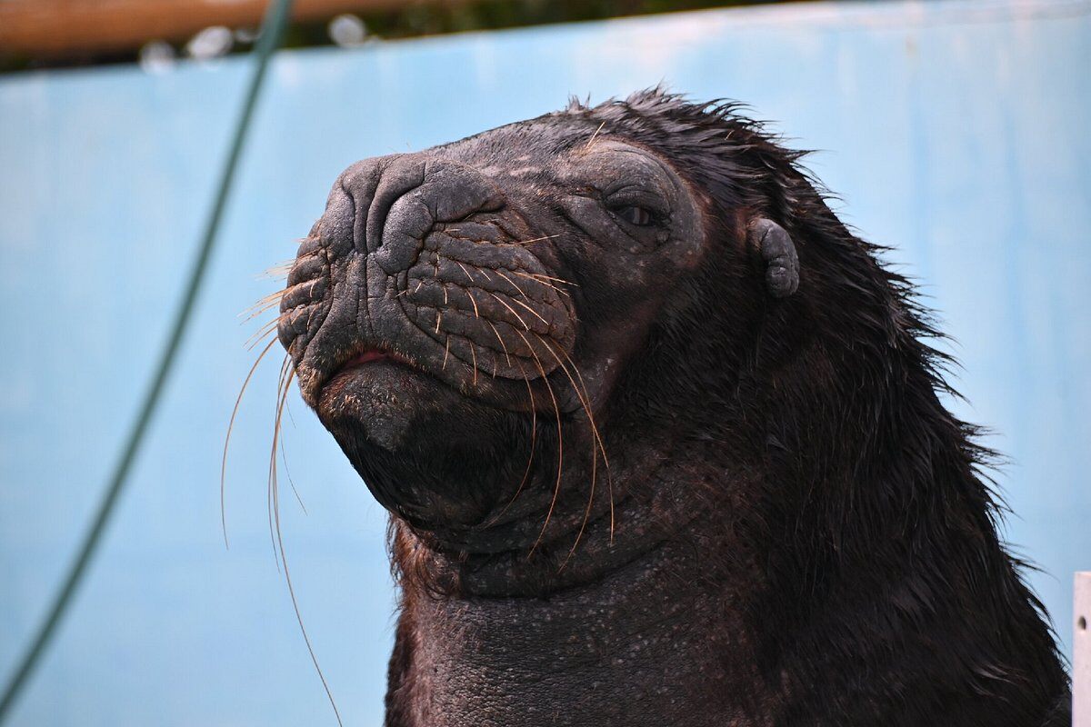 animalito negro