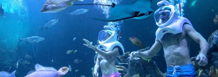 Activities in Cancun? A sea trek with Delphinus Trek