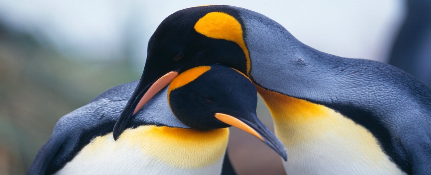 Las historias románticas existen hasta en la naturaleza.